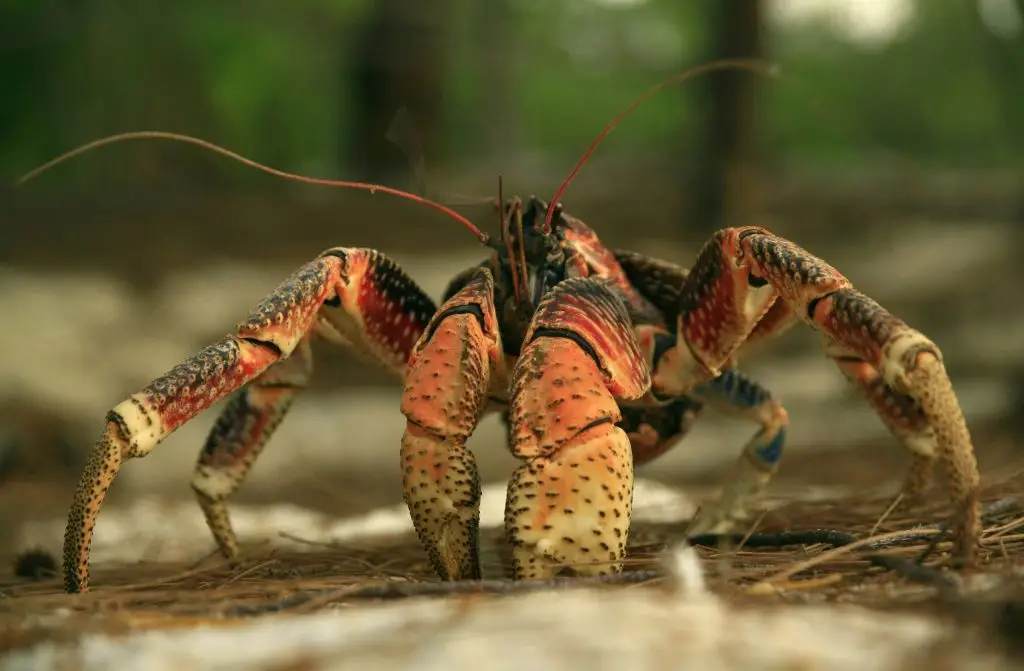 Eerie theory involving coconut crabs resurfaces as search for Amelia Earhart's missing plane intensifies