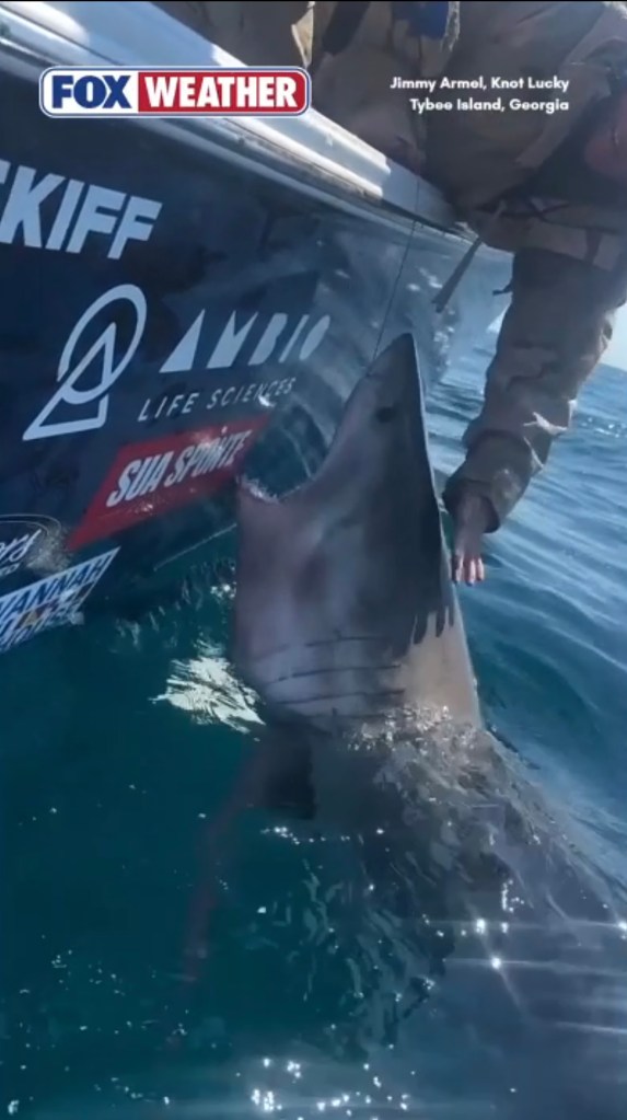 Great white shark thrashes, lunges at woman after she reaches out to pet the marine apex predator