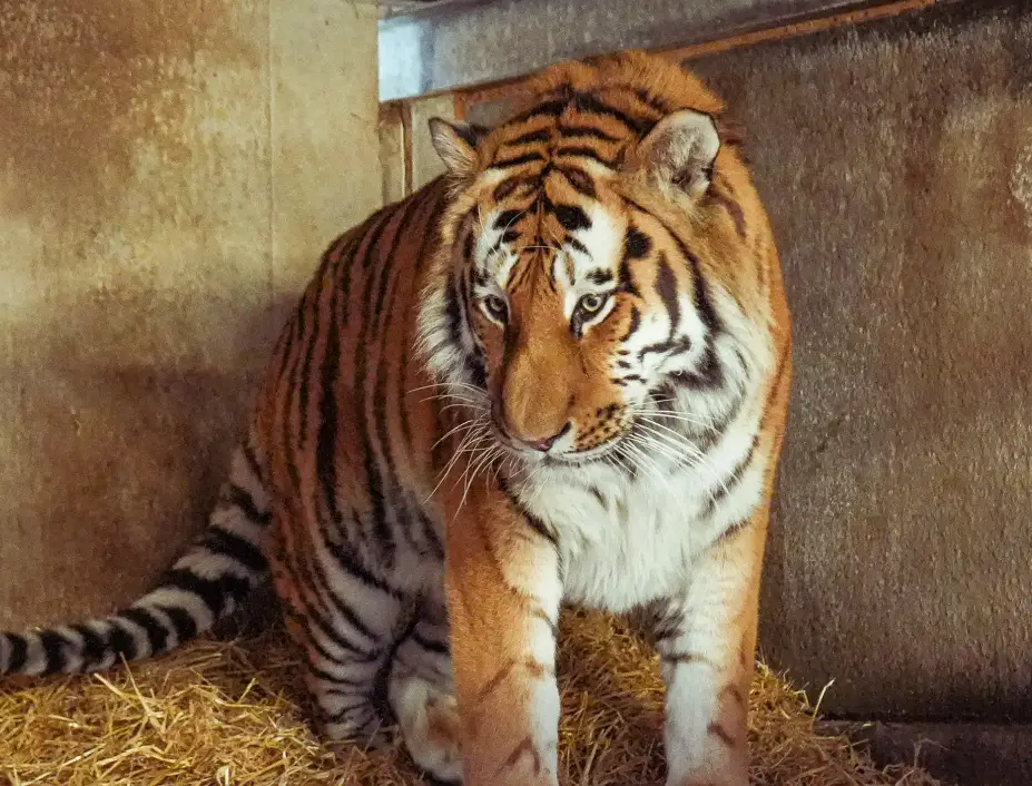 Devastated family pays tribute to 'bright, warm' man killed in tiger enclosure at UK wildlife park