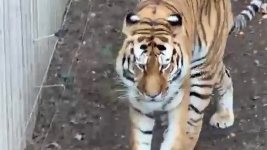 Mum 'tried to save man from jumping into tiger enclosure' as harrowing final moments revealed