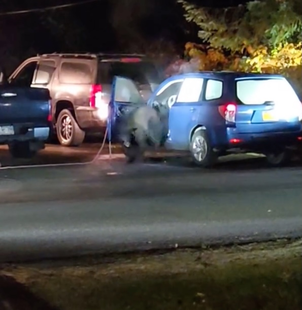 Black bear shreds car to pieces after getting locked inside: ‘Fighting pretty good’