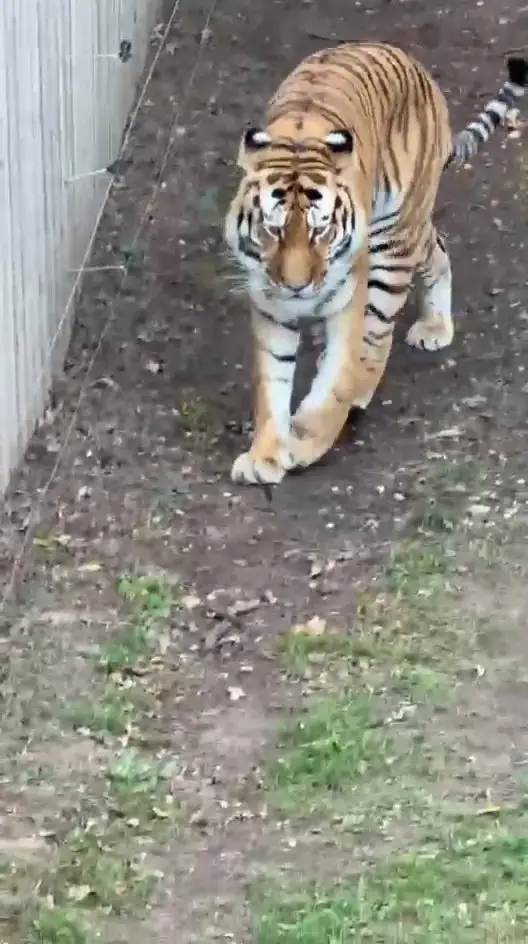 Man who jumped into tiger enclosure was former child actor who starred in ITV and BBC shows