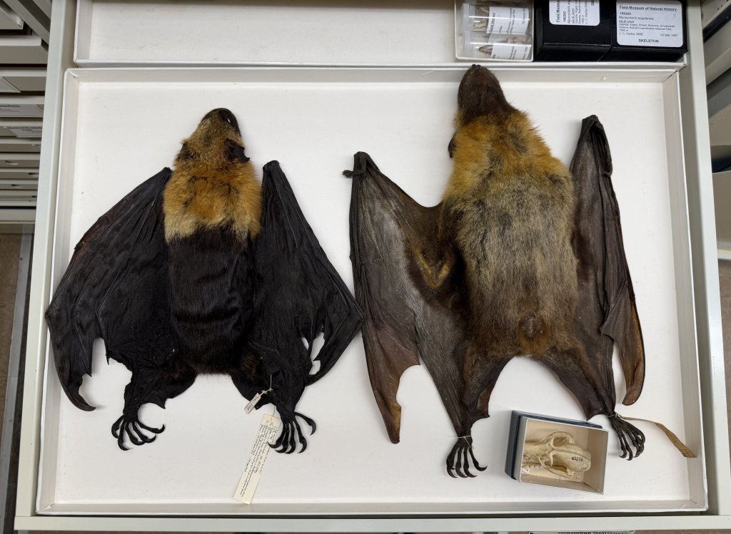 The world’s largest bats are shrinking — and hunters are to blame: study