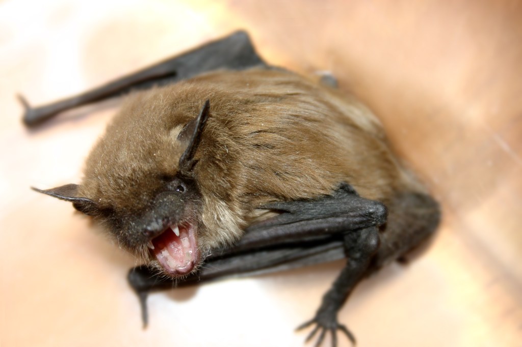 Sickly creature found in Los Angeles prompts official warning — marks first case in 50 years