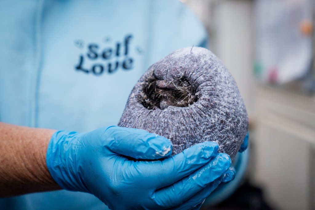Rescuers save bald hedgehog after infection made it lose all its prickles