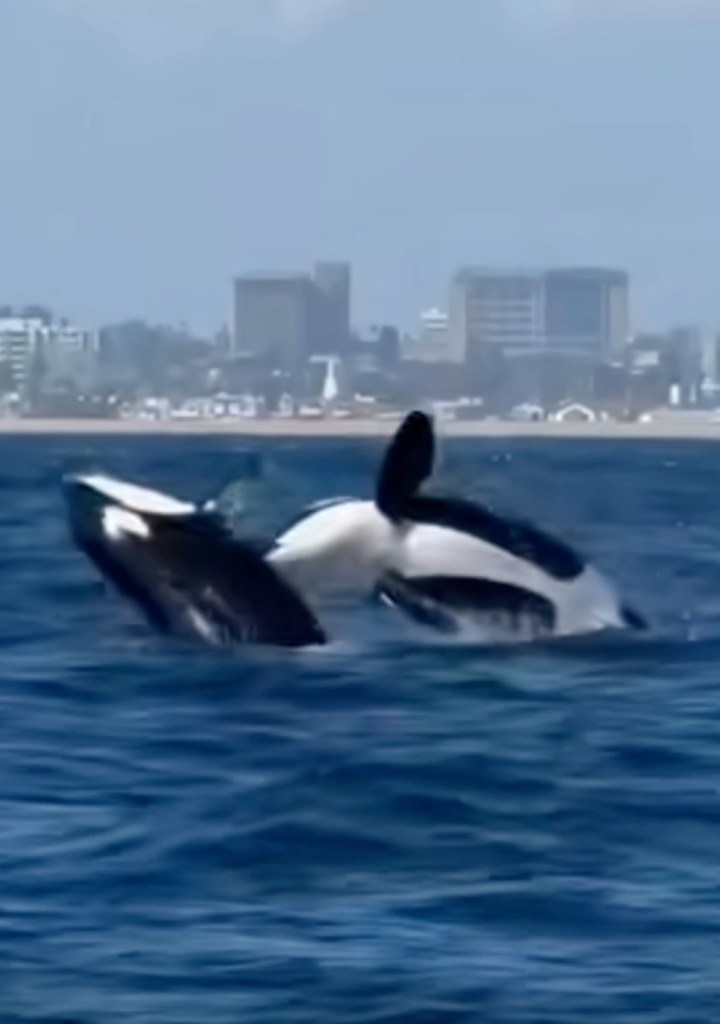 El Nino sends world’s most dangerous apex sea predator to Orange County beaches