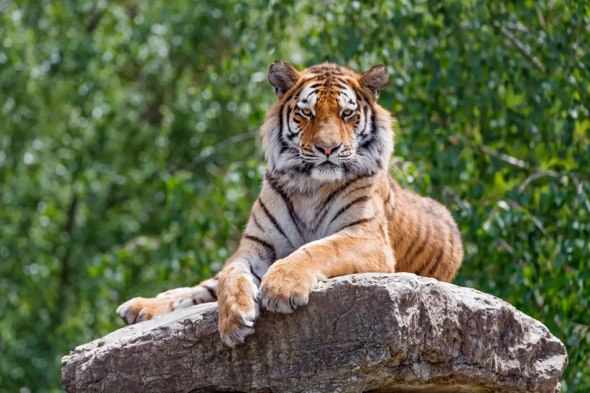 Mum 'tried to save man from jumping into tiger enclosure' as harrowing final moments revealed