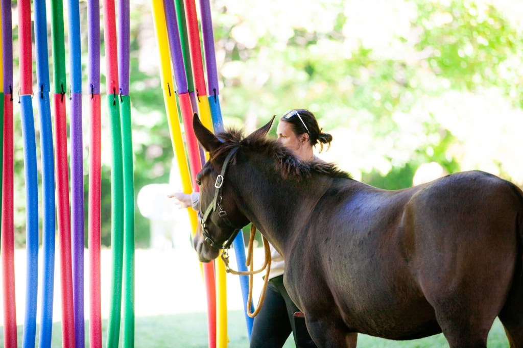 This is what’s in store for Big Apple carriage horses if the city bans the industry this week