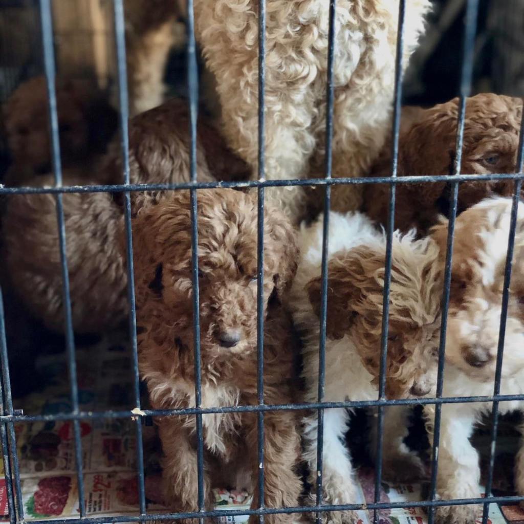 Dog broker to the stars sued over alleged ‘puppy laundering’ scheme that sold breeder dogs as rescues