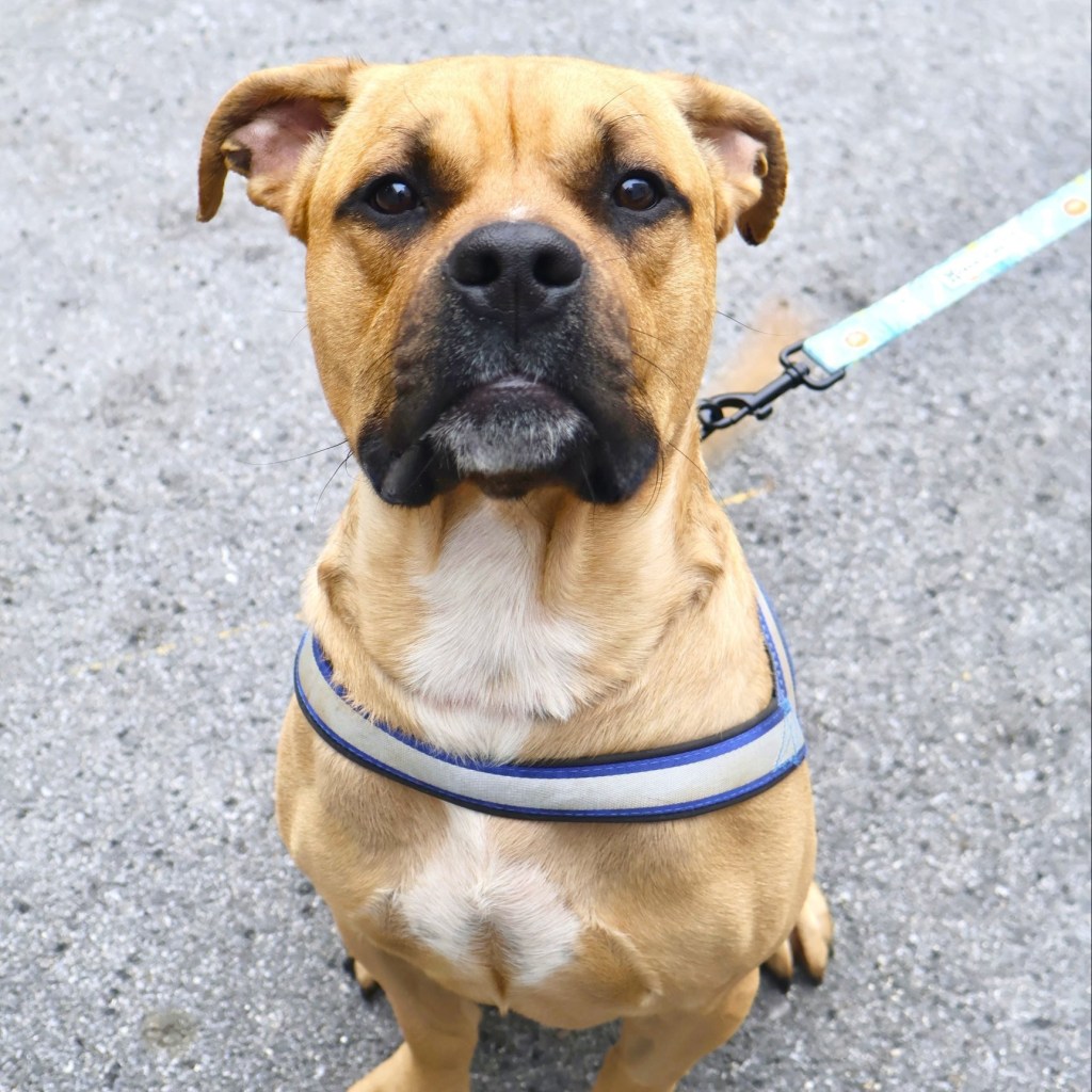 Heartless fiend who left pooch tied up at cemetery with slit throat barred from owning pets: DA