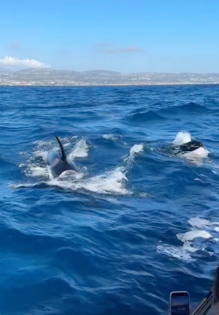 El Nino sends world’s most dangerous apex sea predator to Orange County beaches