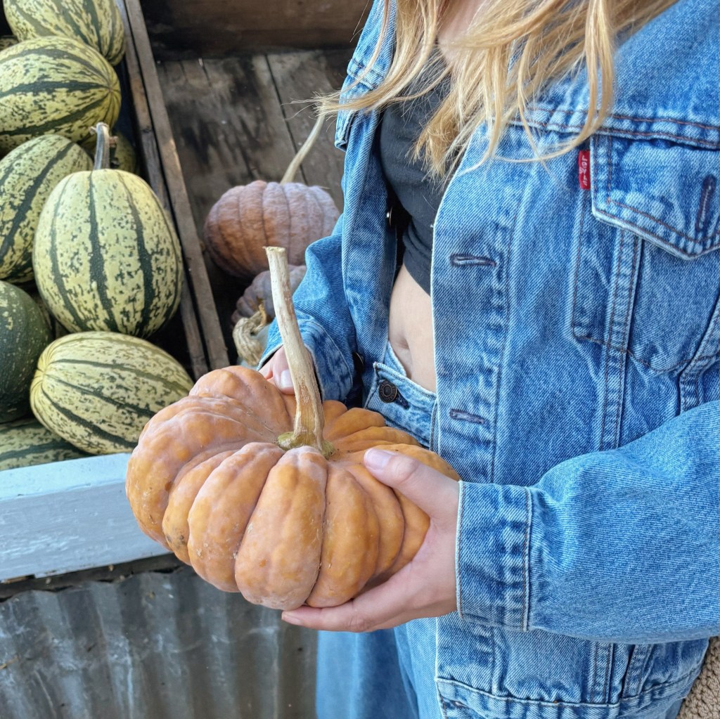 Family-favorite California pumpkin patch linked to E. Coli outbreak