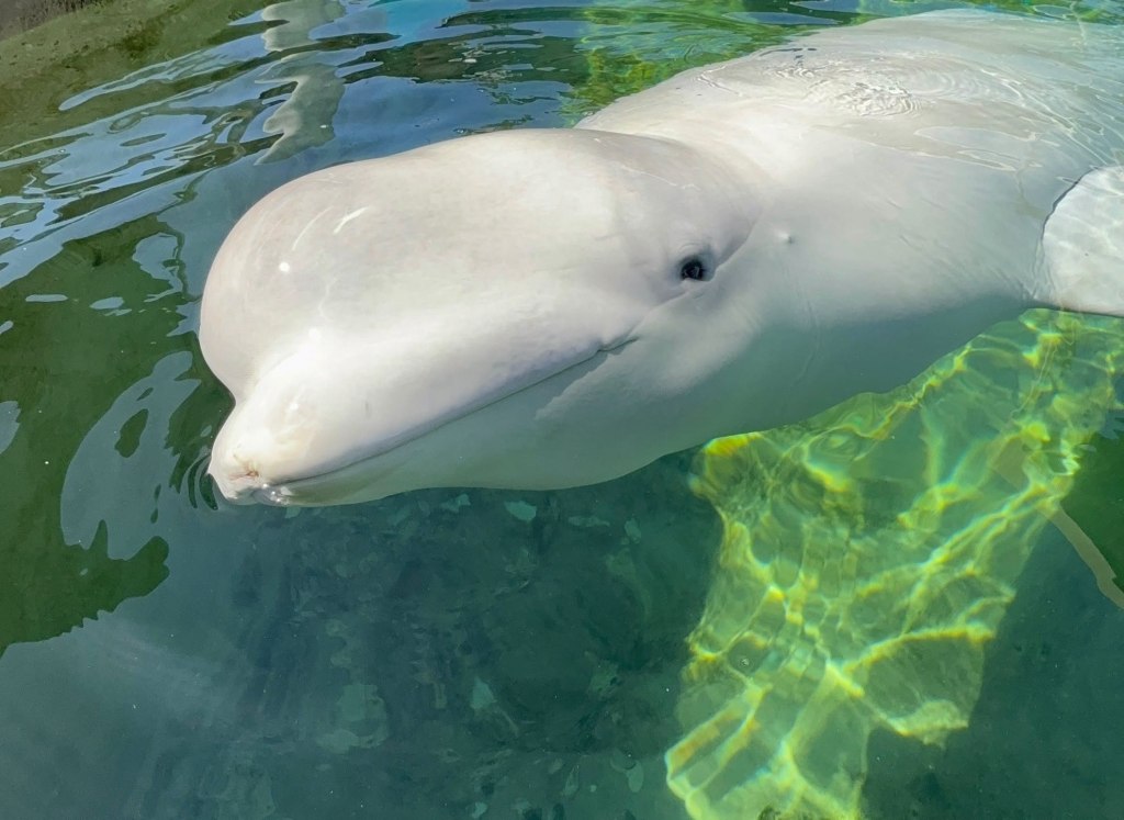 Beluga whale dies at SeaWorld San Diego, weeks after Canadian rescue