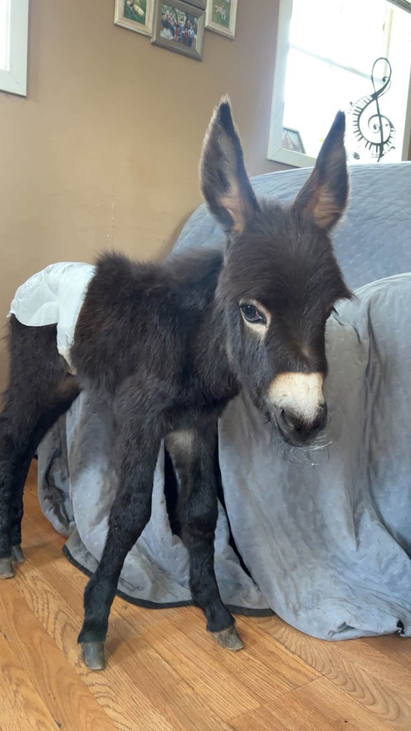 Bodycam footage shows moment Georgia cop shoots beloved donkey HeeHaw