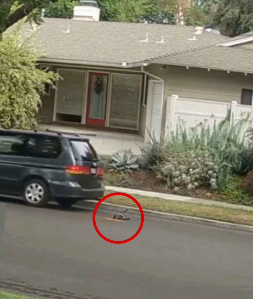 California woman’s cruel tactics exposed as police search for minivan used to crush puppy