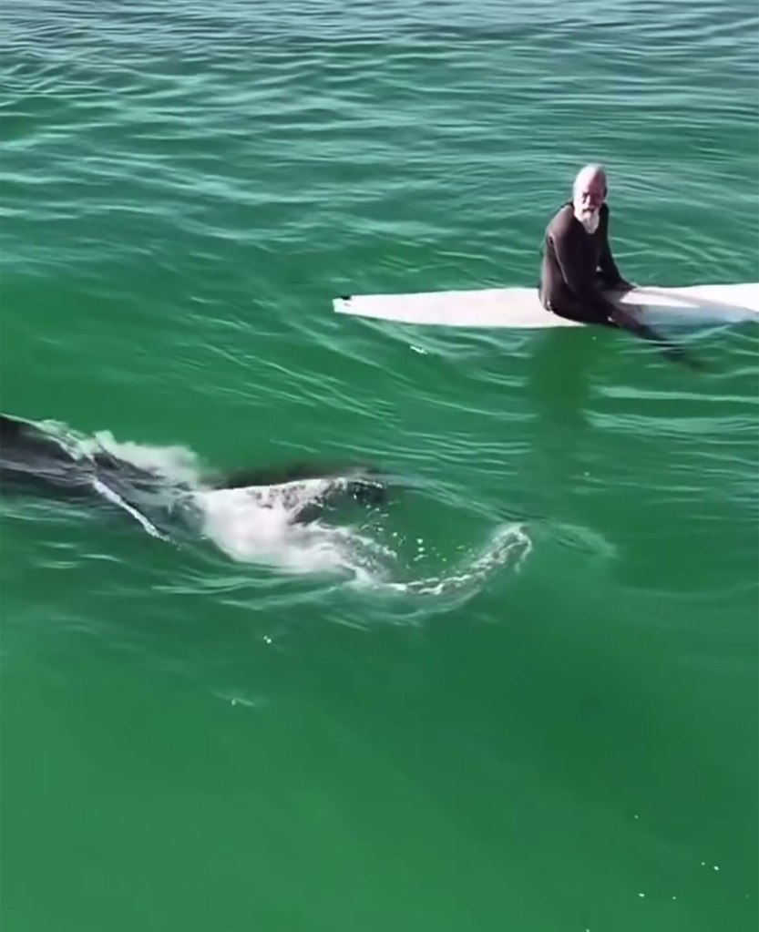 Hair-raising moment massive great white shark lurks under California surfers