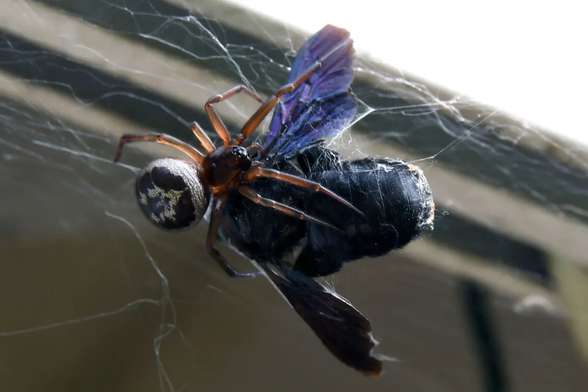 Man, 73, issues warning after suspected spider bite left him unable to walk a month later