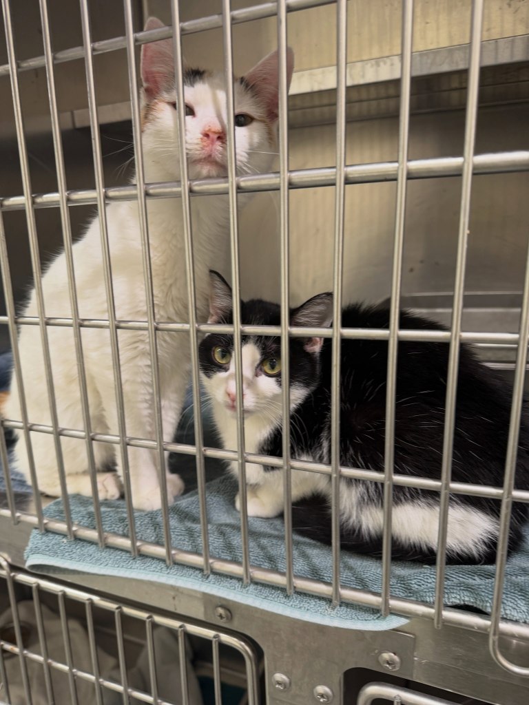 Massachusetts nutjob ‘blew madre to pieces’ after spat over mom’s 84 fostered cats: report