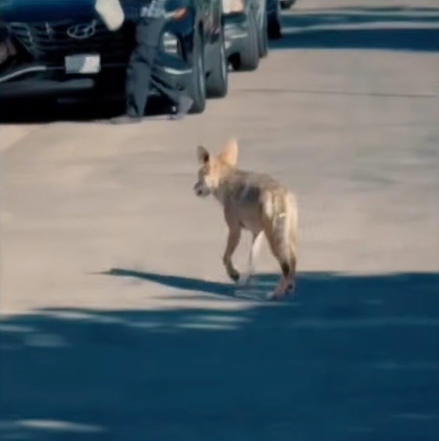 Toddler attacked by coyote in Los Angeles’ Atwater Village