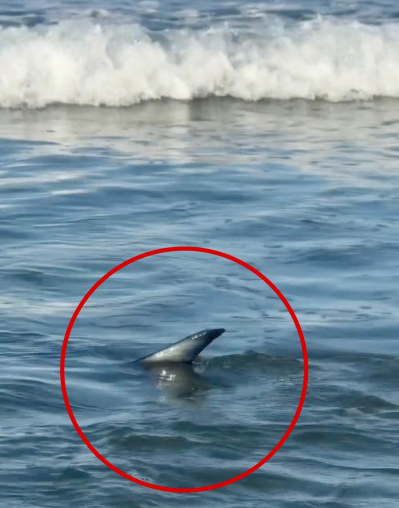 Unerving moment shark creeps up on surfers off popular SoCal beach