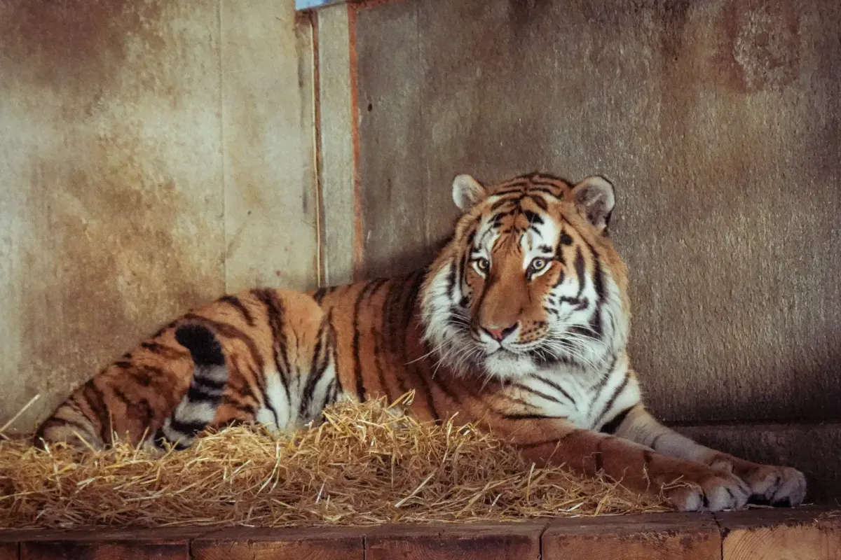 Witnesses share what happened moments before man climbed into tiger enclosure at Yorkshire zoo