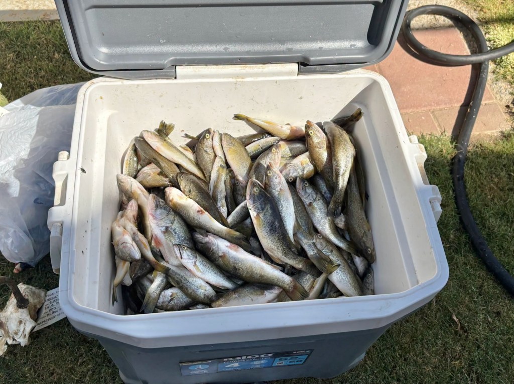 California poaching suspect reeled in staggering amount of black bass in massive wildlife bust
