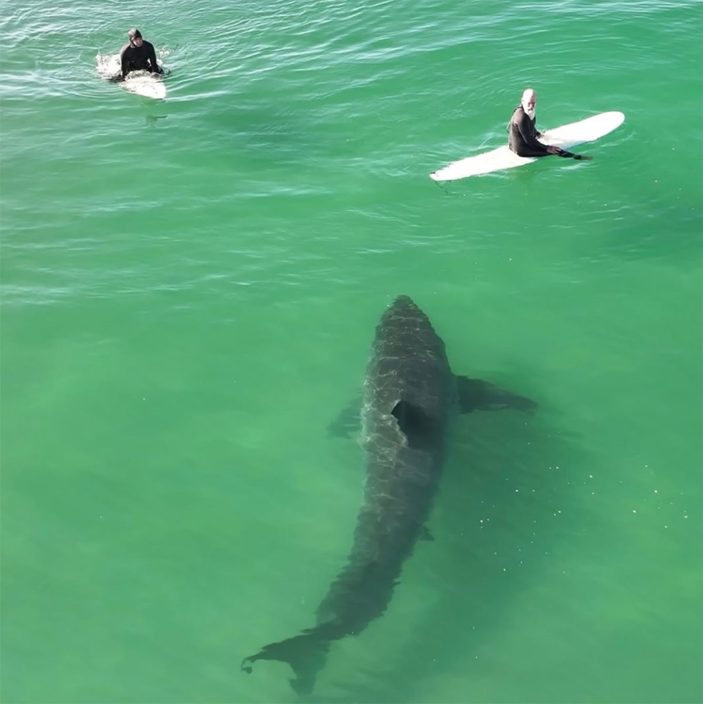 Hair-raising moment massive great white shark lurks under California surfers