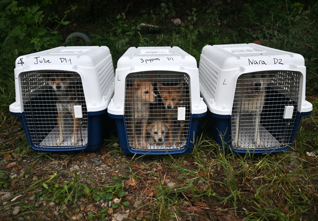 7,600 dogs still held at South Korean meat farms — as animal groups race to save them