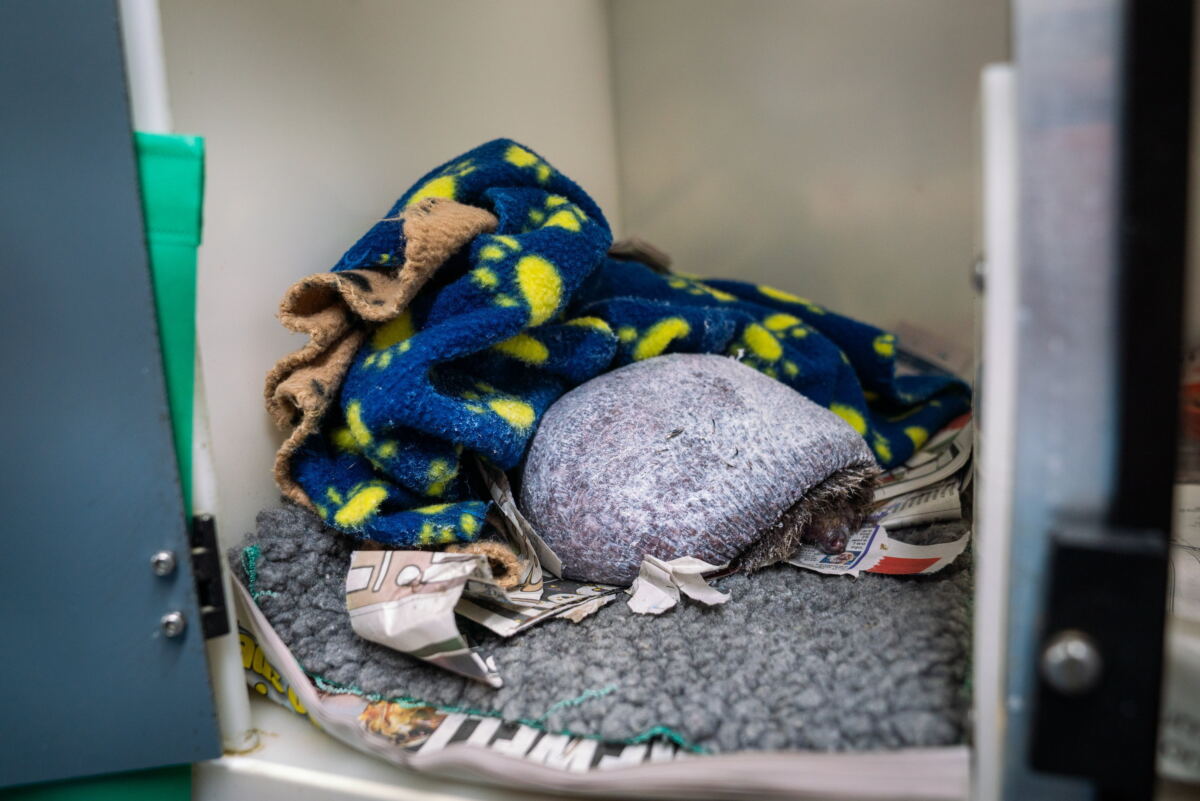 Rescuers save bald hedgehog after infection made it lose all its prickles