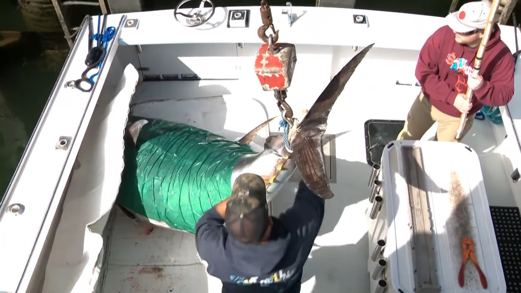 New Hampshire fisherman reels in record-breaking 1,116-pound bluefin tuna, smashing state mark