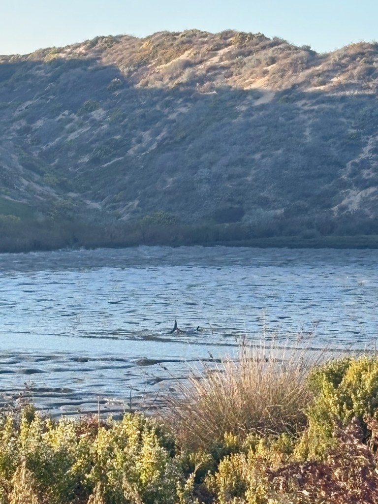 Heartbreak as one dolphin dead, three others trapped on land after swimming up California inlet