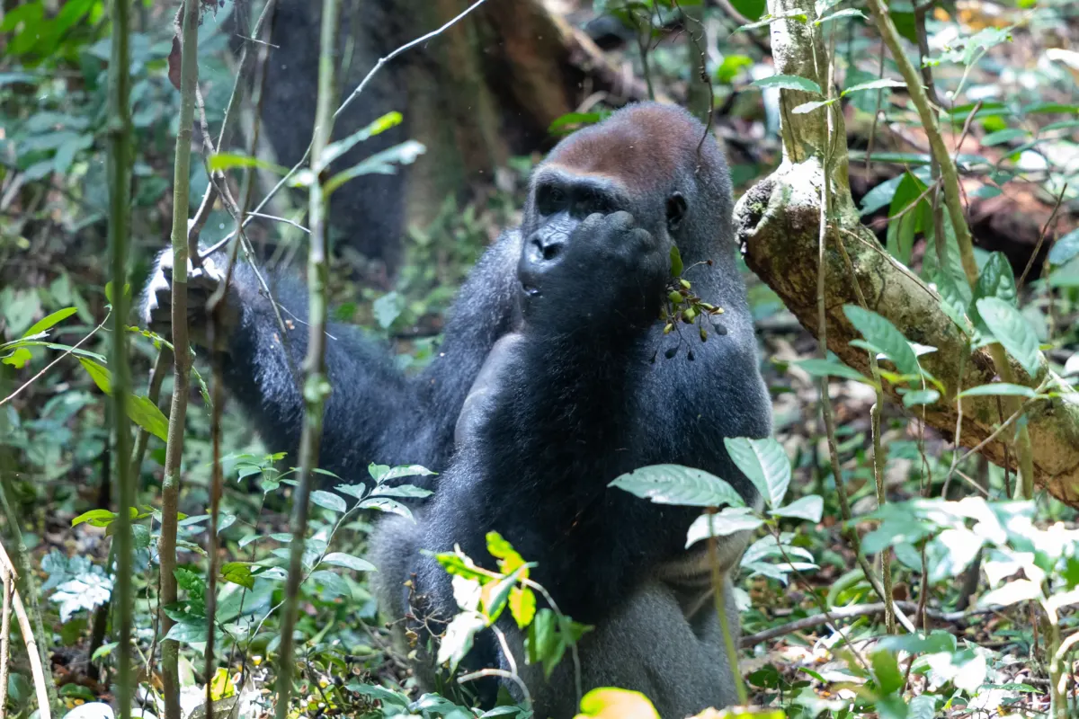 ‘I traveled 435 miles through the Congo Basin – the scariest part isn’t what you’d think’