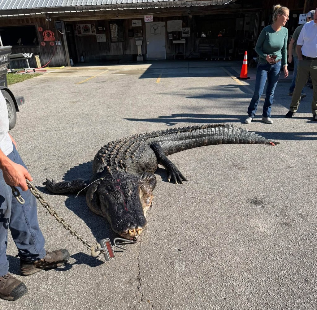 Whopping 844-pound alligator named Snaggletooth finally caught after hunter’s 4-year quest
