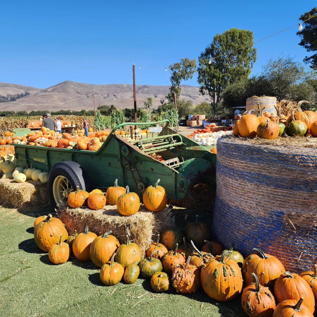 Family-favorite California pumpkin patch linked to E. Coli outbreak