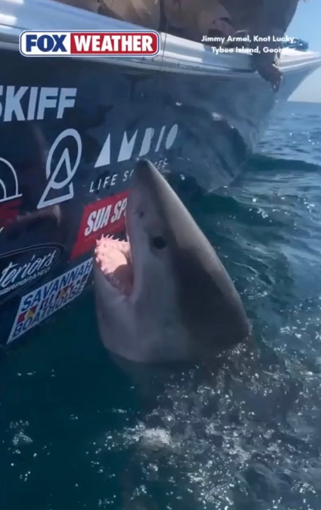 Great white shark thrashes, lunges at woman after she reaches out to pet the marine apex predator