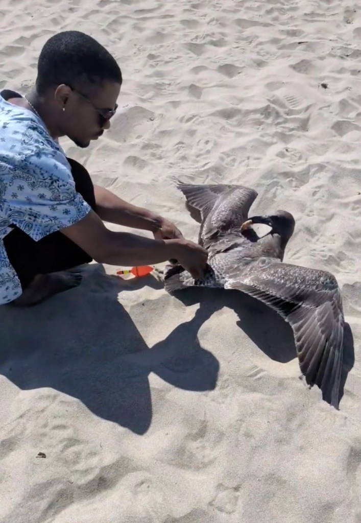 California beachgoer uses crafty tactic to lure in seagull tangled in fishing line