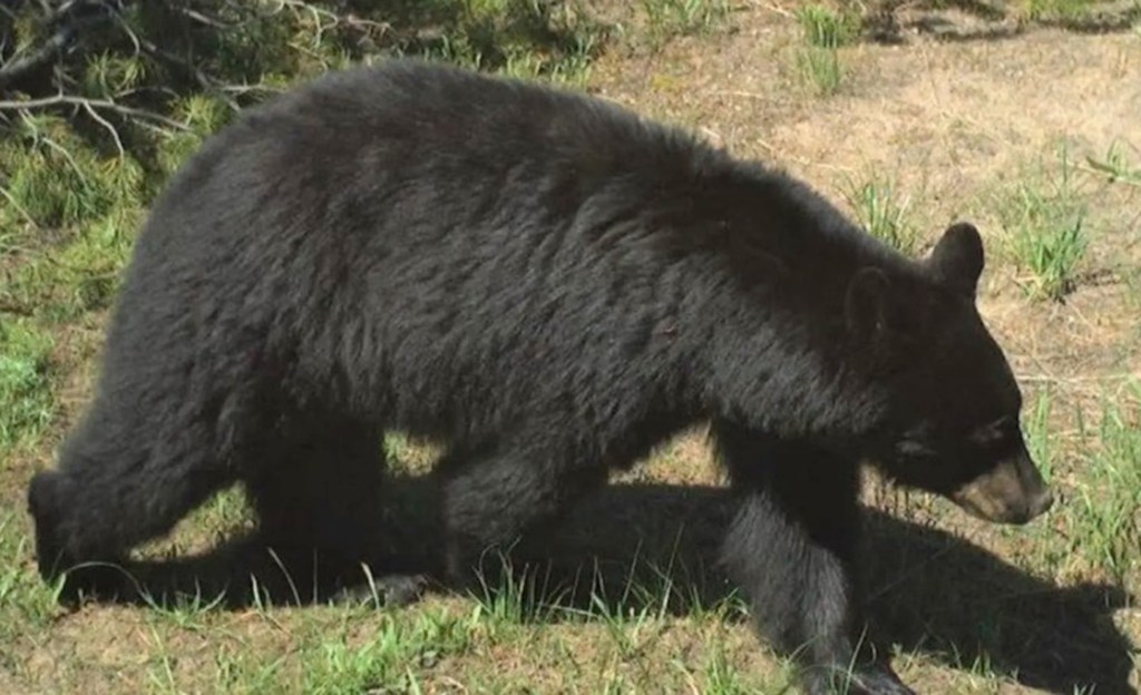 Bear is euthanized after injuring 2 Idaho residents