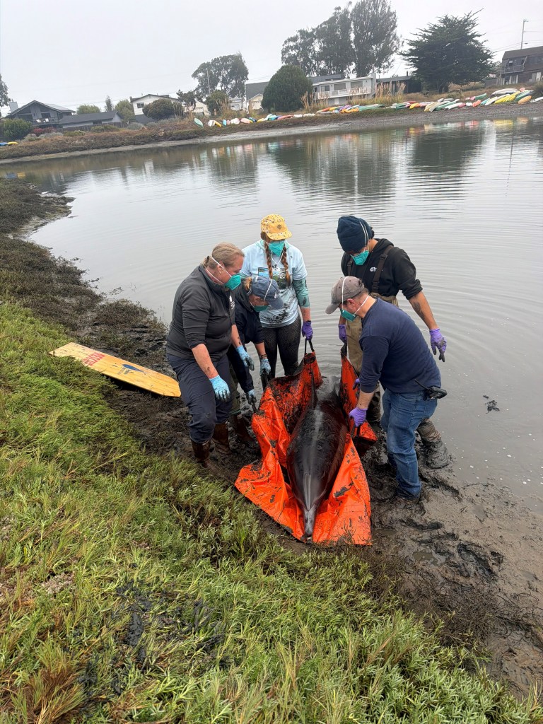 Heartbreak as one dolphin dead, three others trapped on land after swimming up California inlet