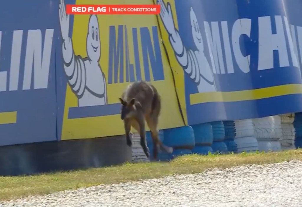 MotoGP race suspended after adorable wallaby makes way onto track
