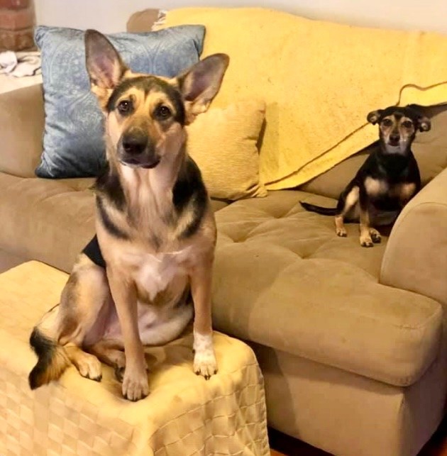 Hungry blind dog sparks deadly house fire, killing itself and canine sibling