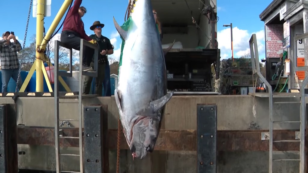 New Hampshire fisherman reels in record-breaking 1,116-pound bluefin tuna, smashing state mark