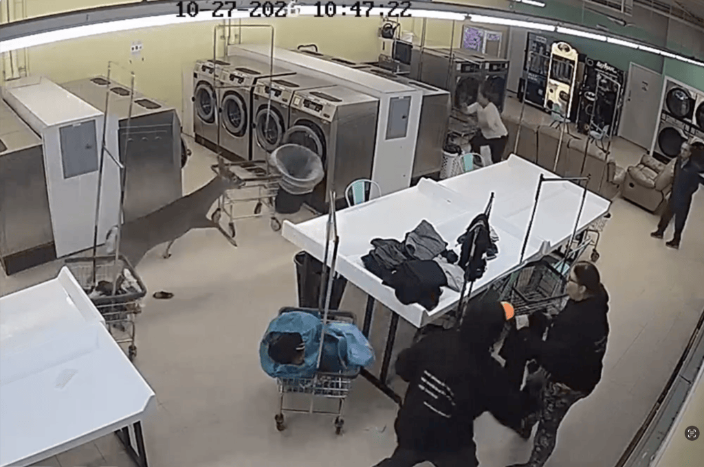 Super-charged deer crashes through North Carolina laundromat, runs amok as customers duck for cover