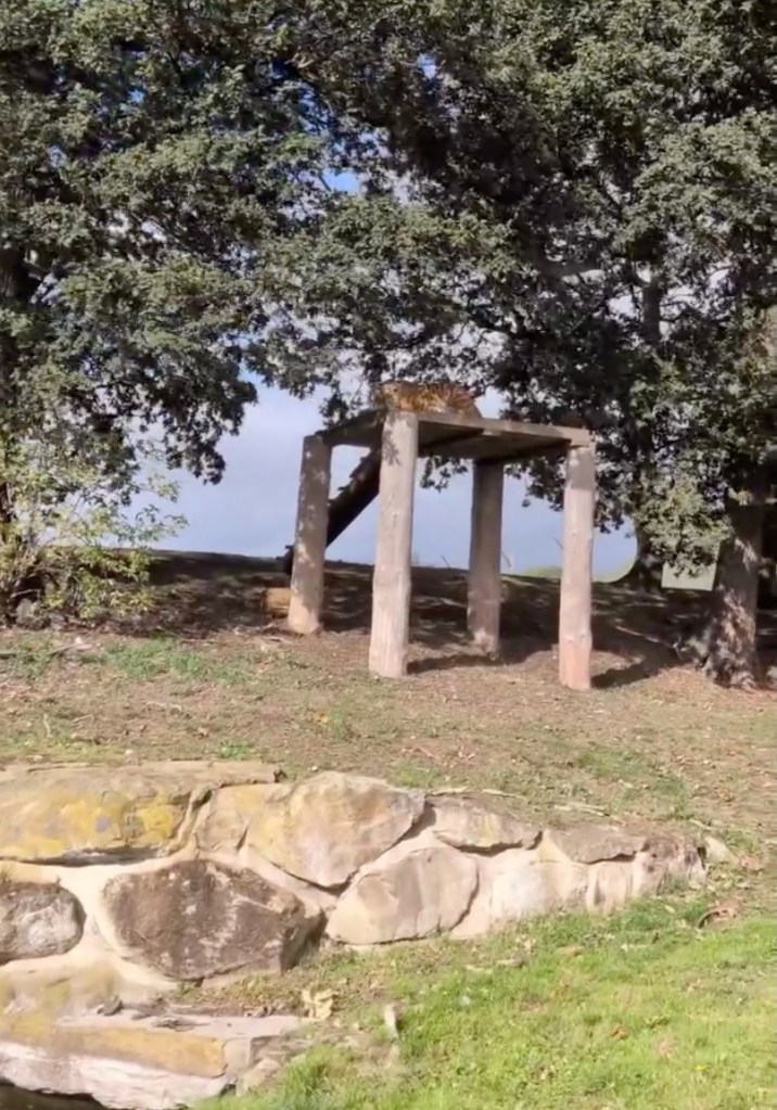 ‘Vulnerable’ man mauled to death by tiger after filming himself climbing into enclosure is ID’d
