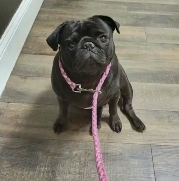Georgia dog lovers paid to put sick pup down, then found him alive and well months later — what came next was even worse
