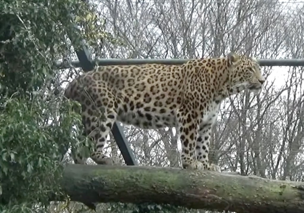 Zookeeper dies after leopard savagely mauls her inside animal enclosure