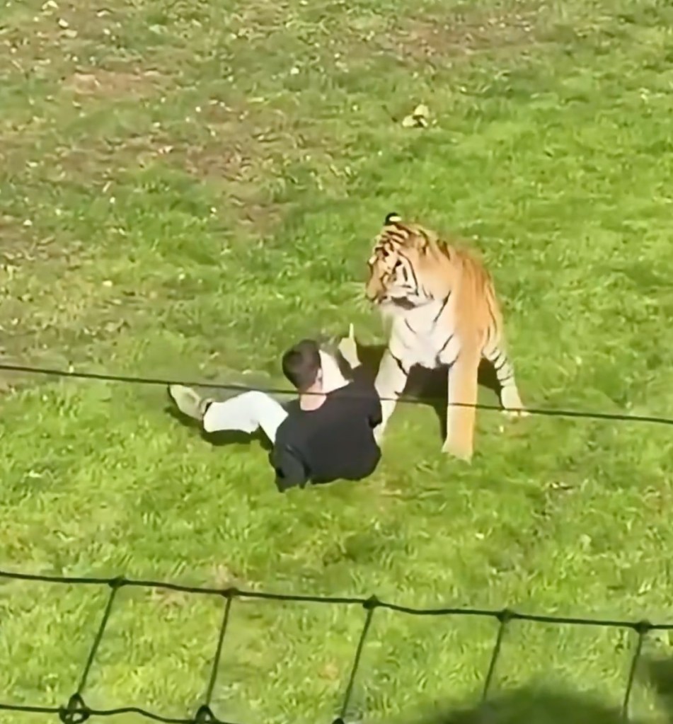 ‘Vulnerable’ man mauled to death by tiger after filming himself climbing into enclosure is ID’d