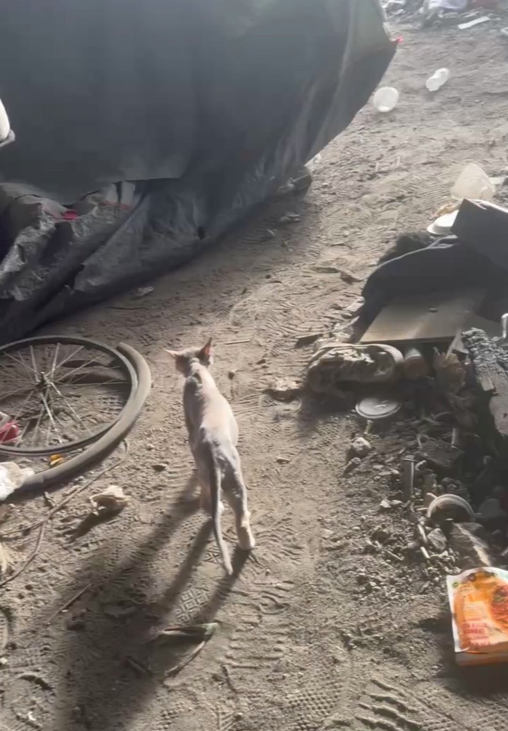 Freeway encampment crackdown takes disturbing turn as dozens arrested, dogs and chickens found